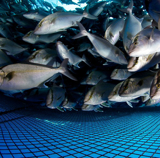 Aplicarea generatorului de oxigen PSA